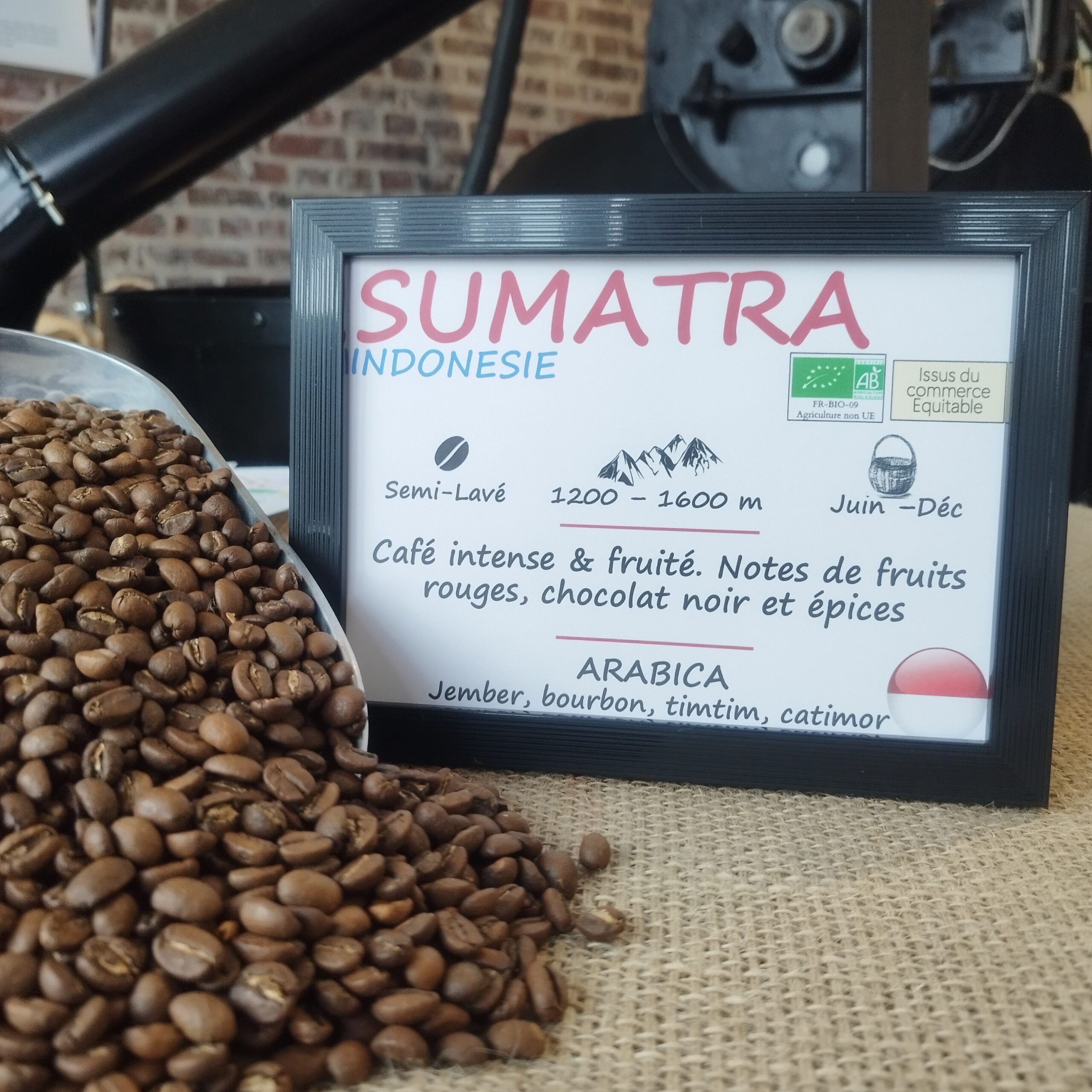 Arabica Bio - Sumatra Indonésie